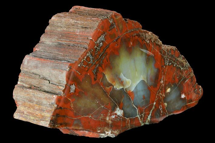 Wide, Polished Petrified Wood (Araucarioxylon) Section - Arizona #147865